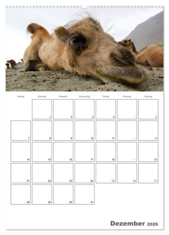 Produktbild: Kamel Portr&auml;t (hochwertiger Premium Wandkalender 2026 DIN A2 hoch), Kunstdruck in Hochglanz