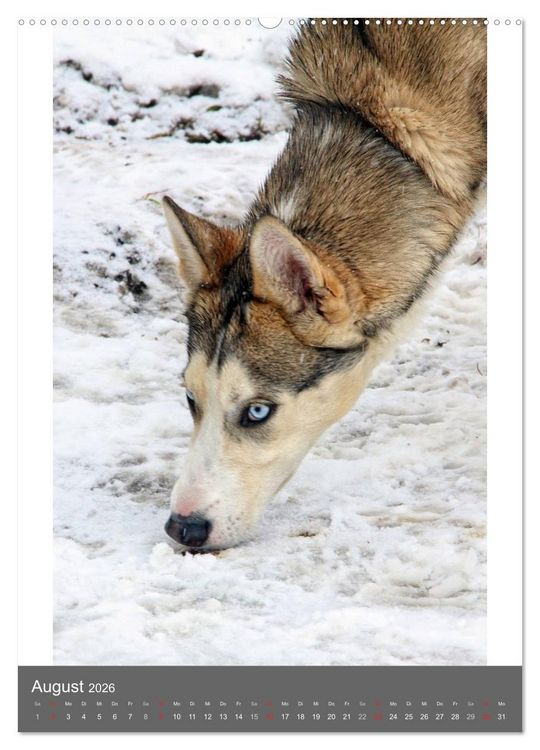 Produktbild: Huskies - Portraits im Schnee (hochwertiger Premium Wandkalender 2026 DIN A2 hoch), Kunstdruck in Hochglanz