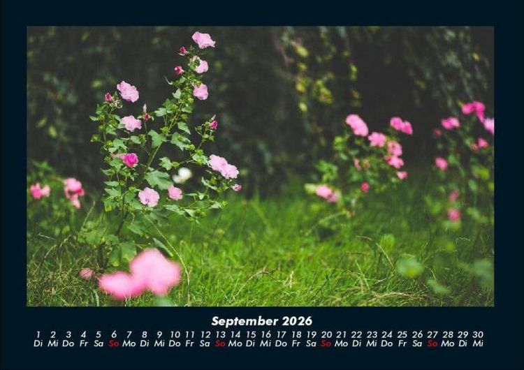 Produktbild: Blumentr&auml;ume 2026 Fotokalender DIN A4