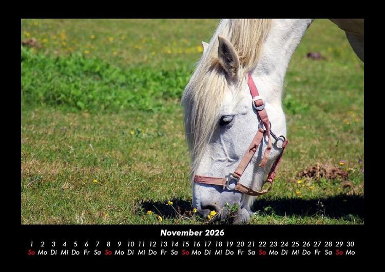 Produktbild: Die Welt der Pferde 2026 Fotokalender DIN A3