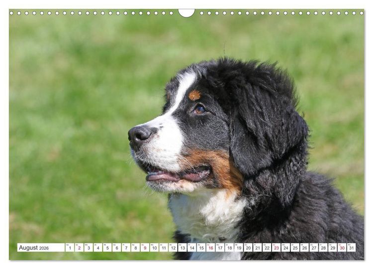 Produktbild: Berner Sennenhunde machen gl&uuml;cklich (Wandkalender 2026 DIN A3 quer), CALVENDO Monatskalender