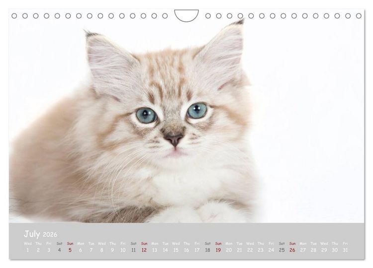 Produktbild: Amazing Ragdoll Kittens (Wall Calendar 2026 DIN A4 landscape), CALVENDO 12 Month Wall Calendar