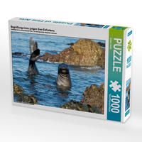 Produktbild: CALVENDO Puzzle Begr&uuml;&szlig;ung eines jungen See-Elefantens | 1000 Teile Lege-Gr&ouml;&szlig;e 64x48cm Foto-Puzzle f&uuml;r gl&uuml;ckliche Stunden
