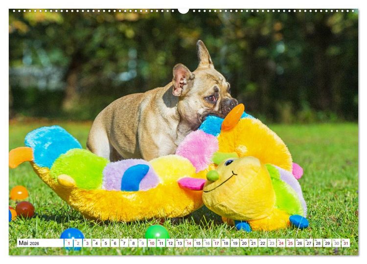 Produktbild: Kleiner Kobold Franz&ouml;sische Bulldogge (hochwertiger Premium Wandkalender 2026 DIN A2 quer), Kunstdruck in Hochglanz