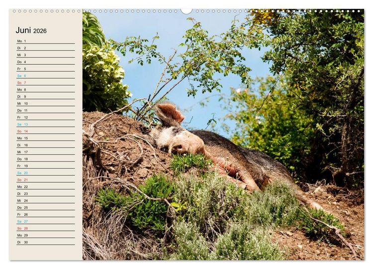 Produktbild: Korsika 2026 (hochwertiger Premium Wandkalender 2026 DIN A2 quer), Kunstdruck in Hochglanz