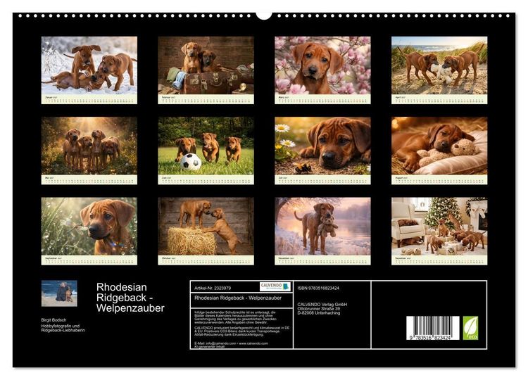 Produktbild: Rhodesian Ridgeback - Welpenzauber (hochwertiger Premium Wandkalender 2027 DIN A2 quer), Kunstdruck in Hochglanz