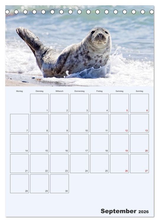 Produktbild: Wildes Leben auf Helgoland (Tischkalender 2026 DIN A5 hoch), CALVENDO Monatskalender