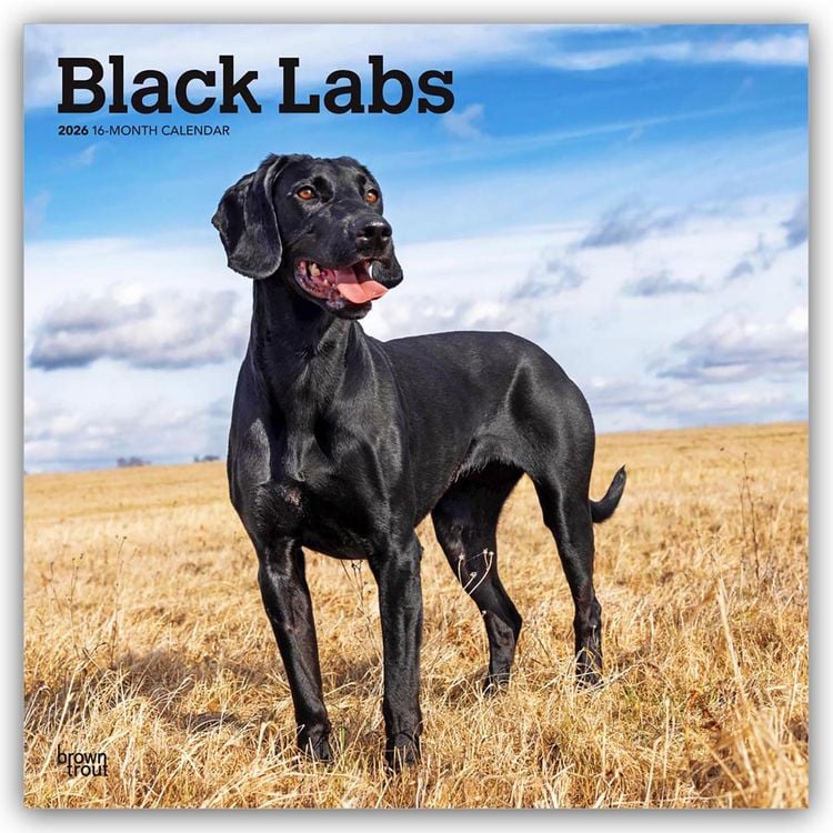 Produktbild: Black Labrador Retriever – Schwarze Labrador Retriever 2026 – 16-Monatskalender