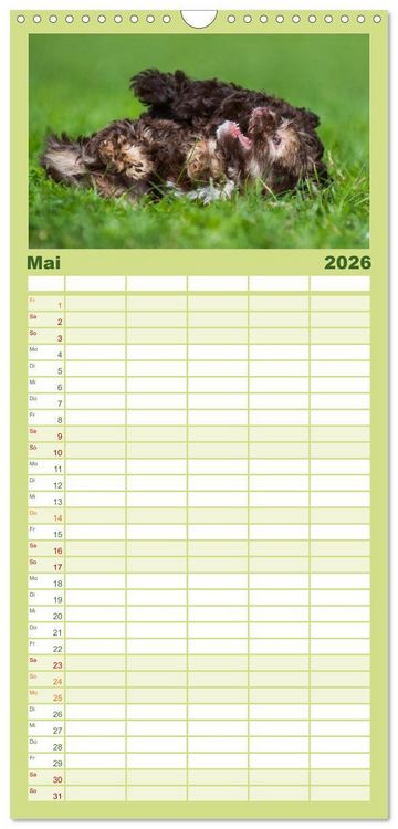 Produktbild: Familienplaner 2026 - Kobolde auf 4 Pfoten - Bolonka Zwetna mit 5 Spalten (Wandkalender, 21 x 45 cm) CALVENDO