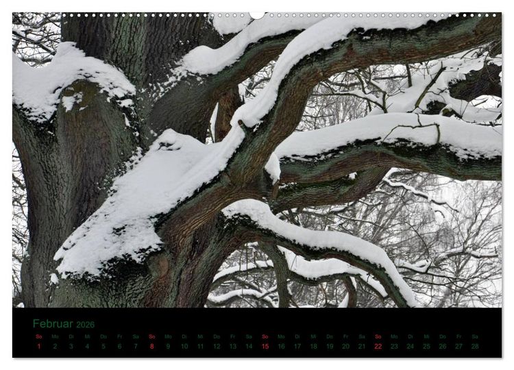 Produktbild: Baumgefl&uuml;ster (Wandkalender 2026 DIN A2 quer), CALVENDO Monatskalender