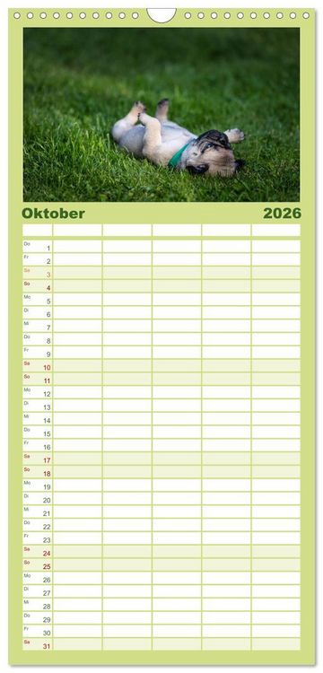 Produktbild: Familienplaner 2026 - Mopswelpen mit 5 Spalten (Wandkalender, 21 x 45 cm) CALVENDO
