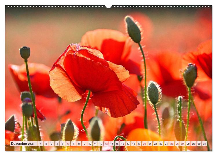 Produktbild: Mohnblumen. Leuchtender Liebreiz auf Wiesen und in G&auml;rten (Wandkalender 2026 DIN A2 quer), CALVENDO Monatskalender