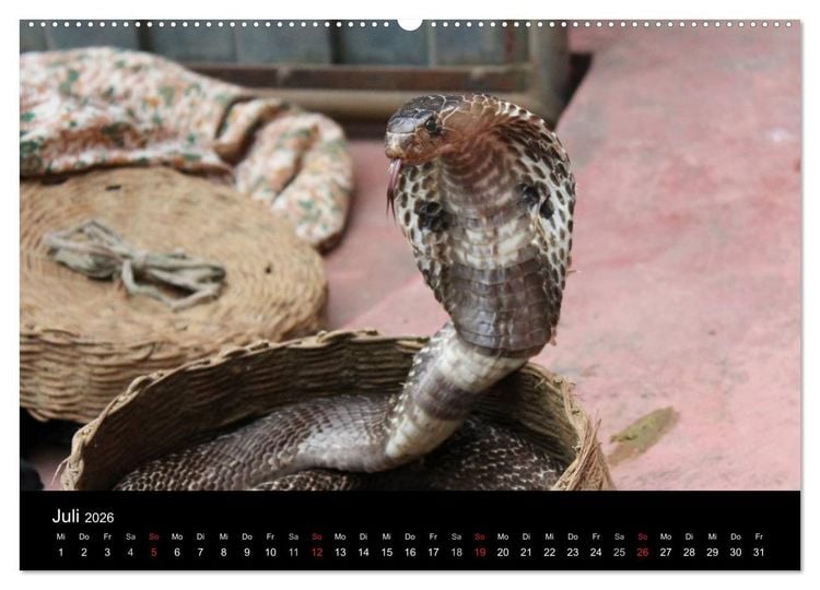 Produktbild: Schlangen (hochwertiger Premium Wandkalender 2026 DIN A2 quer), Kunstdruck in Hochglanz