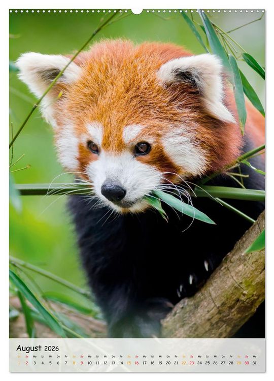 Produktbild: Roter Panda (Wandkalender 2026 DIN A2 hoch), CALVENDO Monatskalender