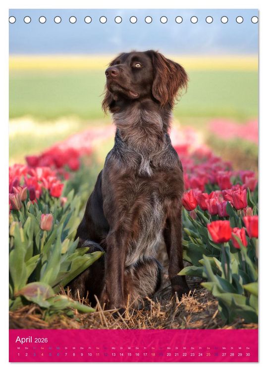 Produktbild: Deutsch Langhaar Butz - Jagdhund mit Passion und Herzblut (Tischkalender 2026 DIN A5 hoch), CALVENDO Monatskalender