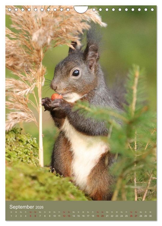Produktbild: Eichh&ouml;rnchen - zauberhafte Waldbewohner (Wandkalender 2026 DIN A4 hoch), CALVENDO Monatskalender