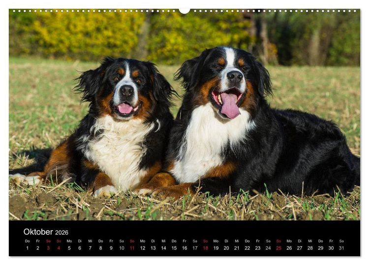 Produktbild: Treuer Freund Berner Sennenhund (hochwertiger Premium Wandkalender 2026 DIN A2 quer), Kunstdruck in Hochglanz