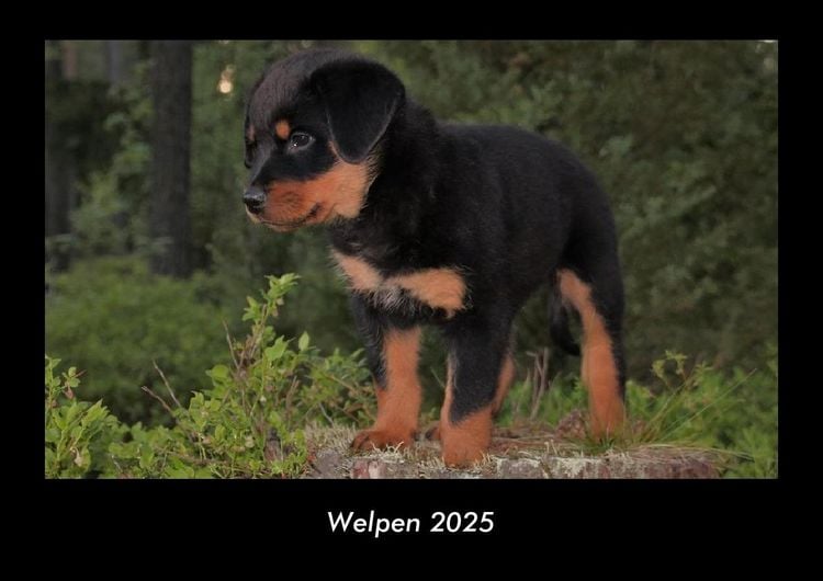 Produktbild: Welpen 2025 Fotokalender DIN A3