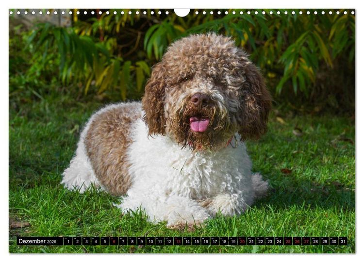 Produktbild: Lagotto Romagnolo - Italienischer Tr&uuml;ffelhund (Wandkalender 2026 DIN A3 quer), CALVENDO Monatskalender