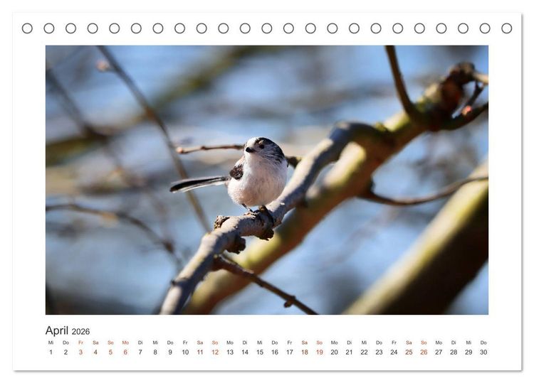 Produktbild: Gefiederte Garteng&auml;ste, Schwanzmeisen (Tischkalender 2026 DIN A5 quer), CALVENDO Monatskalender