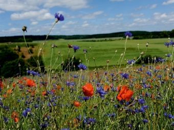 Produktbild: CALVENDO Puzzle Ein Motiv aus dem Kalender Roter Mohn, bunte Wiesen | 1000 Teile Lege-Gr&ouml;&szlig;e 64x48cm Foto-Puzzle f&uuml;r gl&uuml;ckliche Stunden