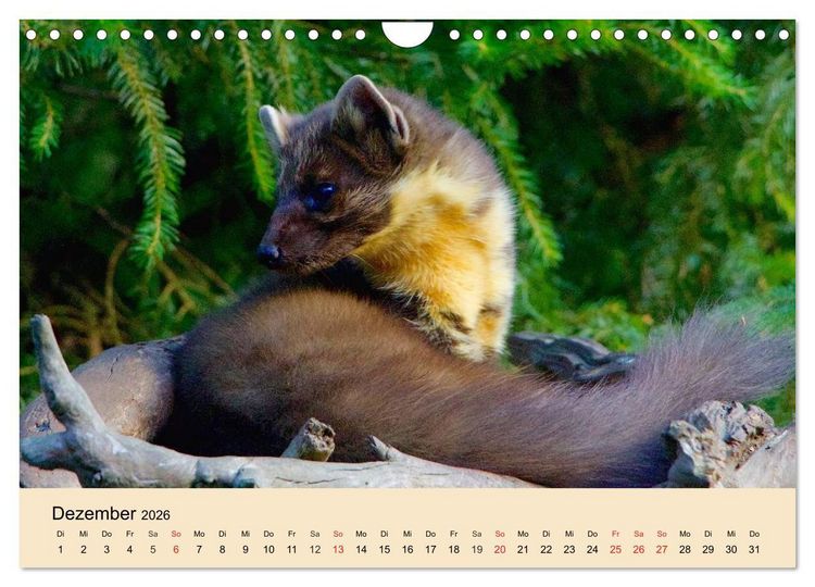 Produktbild: Frettchen und Marder. Frech, witzig, niedlich (Wandkalender 2026 DIN A4 quer), CALVENDO Monatskalender