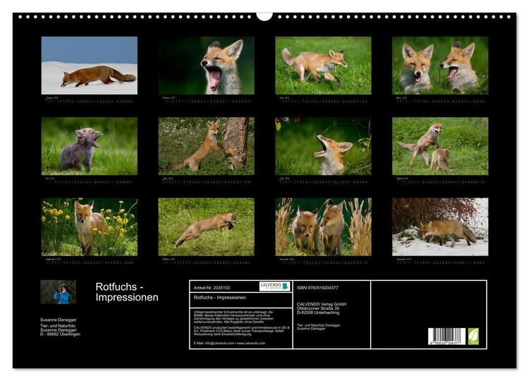 Produktbild: Rotfuchs - Impressionen (Wandkalender 2026 DIN A2 quer), CALVENDO Monatskalender