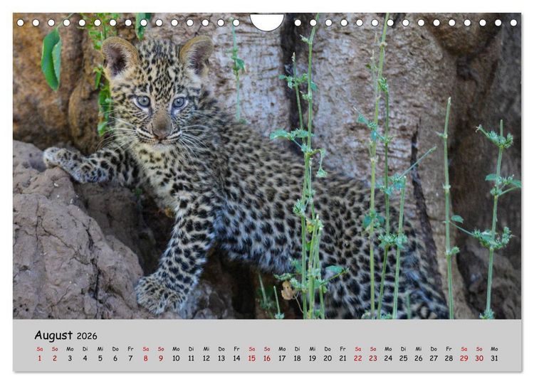 Produktbild: Leoparden - gro&szlig; und klein (Wandkalender 2026 DIN A4 quer), CALVENDO Monatskalender