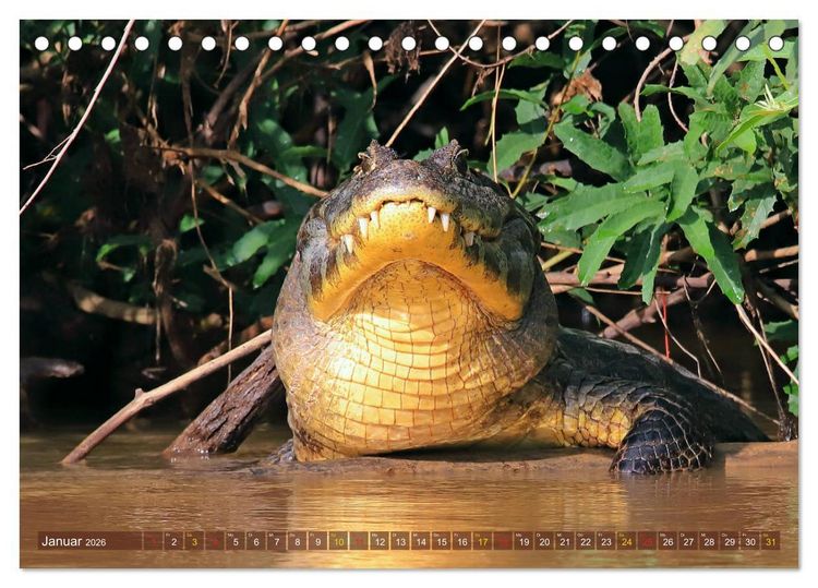 Produktbild: Krokodile in der Wildnis (Tischkalender 2026 DIN A5 quer), CALVENDO Monatskalender