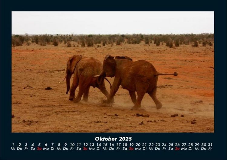 Produktbild: Elefanten 2025 Fotokalender DIN A4