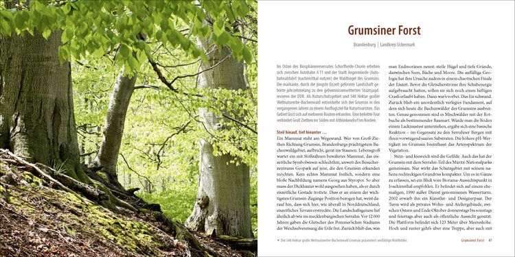 Produktbild: Deutschlands alte Buchenw&auml;lder