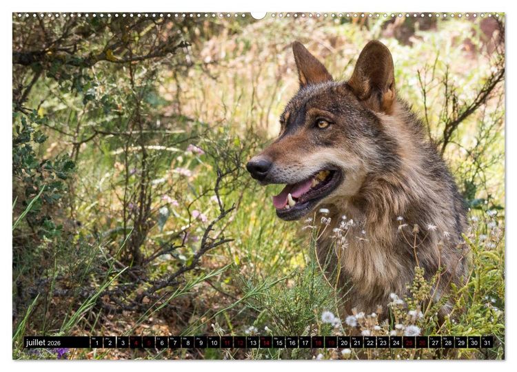 Produktbild: Le loup: l'esprit sauvage (Calendrier mural 2026 DIN A2 vertical) calendrier de bureau