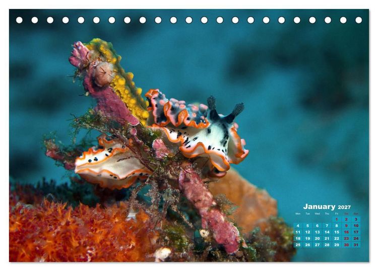 Produktbild: Oceans Alive - A World of Color and Diversity (Desk Calendar 2027 DIN A5 landscape), CALVENDO 12 Month DeskCalendar