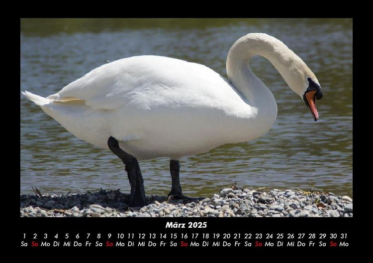 Produktbild: Welt der V&ouml;gel 2025 Fotokalender DIN A3