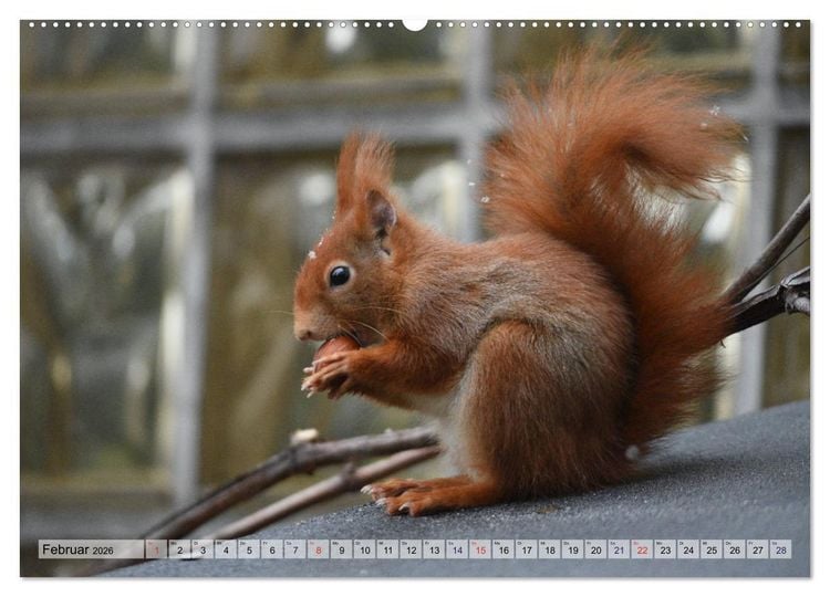 Produktbild: Eichh&ouml;rnchen-Spa&szlig; (hochwertiger Premium Wandkalender 2026 DIN A2 quer), Kunstdruck in Hochglanz