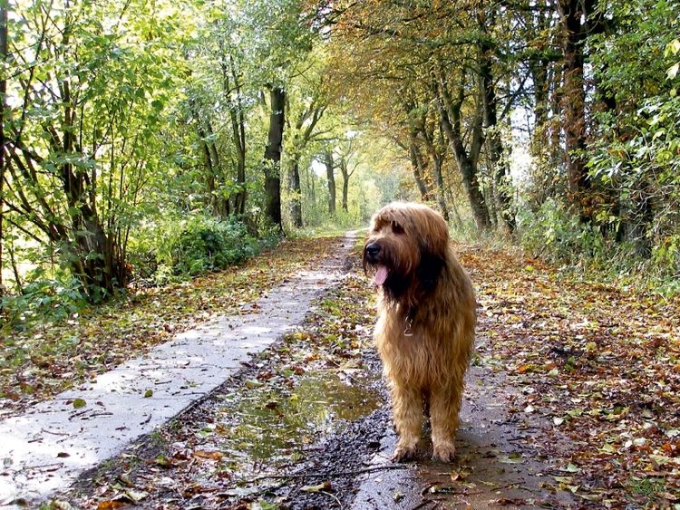 Produktbild: CALVENDO Puzzle Briard auf Herbstwanderung | 1000 Teile Lege-Gr&ouml;&szlig;e 64 &times; 48 cm Foto-Puzzle f&uuml;r gl&uuml;ckliche Stunden