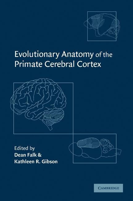 Produktbild: Evolutionary Anatomy of the Primate Cerebral Cortex