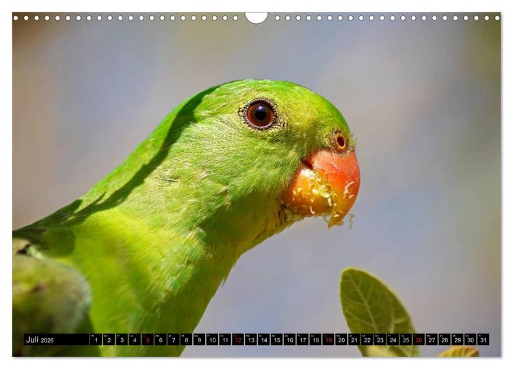 Produktbild: Die Tierwelt in Australien (Wandkalender 2026 DIN A3 quer), CALVENDO Monatskalender