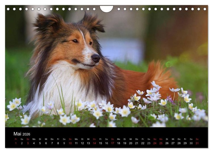 Produktbild: Wir lieben Shelties (Wandkalender 2026 DIN A4 quer), CALVENDO Monatskalender