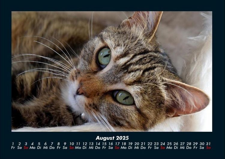 Produktbild: F&uuml;r Katzenfreunde 2025 Fotokalender DIN A4