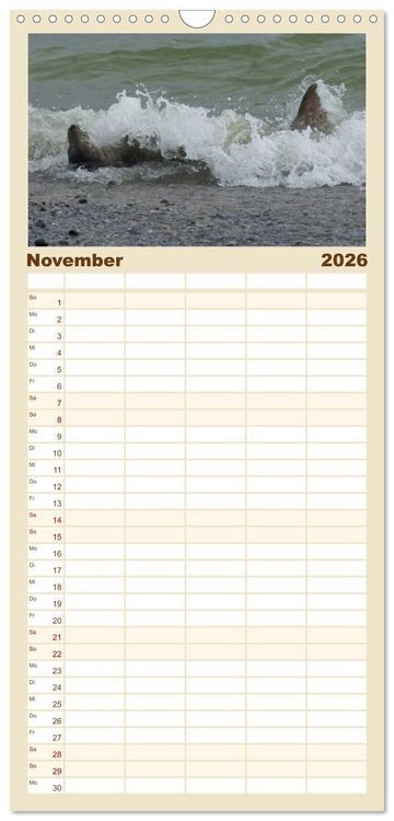 Produktbild: Familienplaner 2026 - Das Leben der Robben mit 5 Spalten (Wandkalender, 21 x 45 cm) CALVENDO