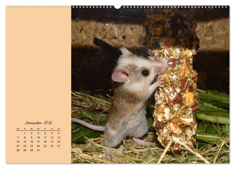 Produktbild: Mausige Zeiten! Putzige Gesellen mit Knopfaugen (hochwertiger Premium Wandkalender 2026 DIN A2 quer), Kunstdruck in Hochglanz