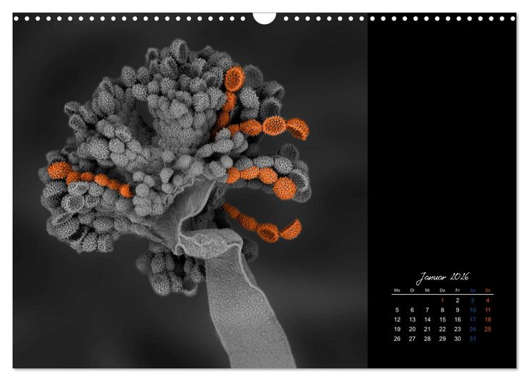 Produktbild: strucTEMs Mikrowelt - Winzige Nachbarn ganz gro&szlig; (Wandkalender 2026 DIN A3 quer), CALVENDO Monatskalender