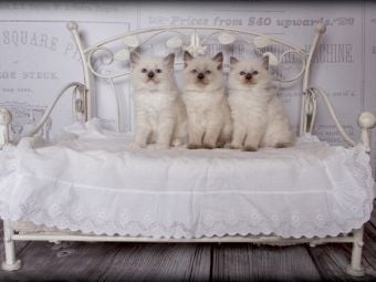 Produktbild: CALVENDO Puzzle Ein Motiv aus dem Kalender RAGDOLLS Impressionen aus der Kinderstube | 1000 Teile Lege-Gr&ouml;&szlig;e 64x48cm Foto-Puzzle f&uuml;r gl&uuml;ckliche Stunden