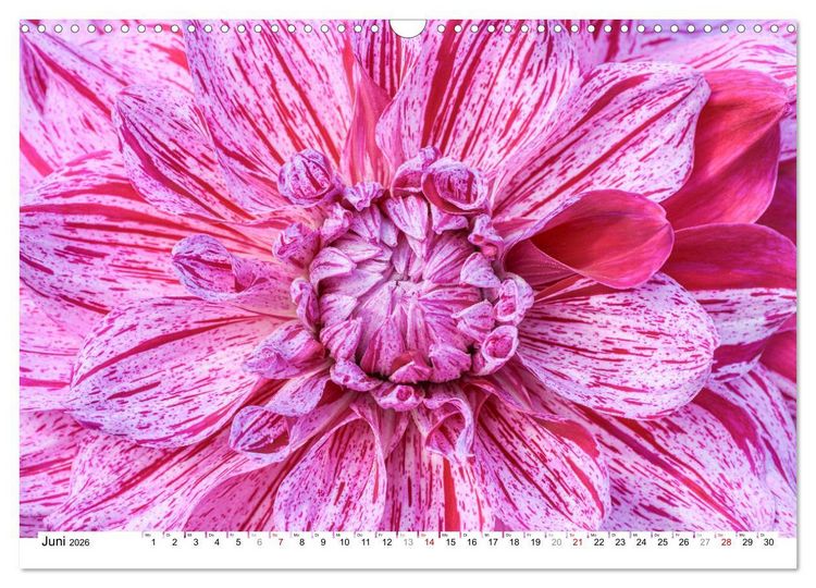 Produktbild: Dahlien-Kronen (Wandkalender 2026 DIN A3 quer), CALVENDO Monatskalender