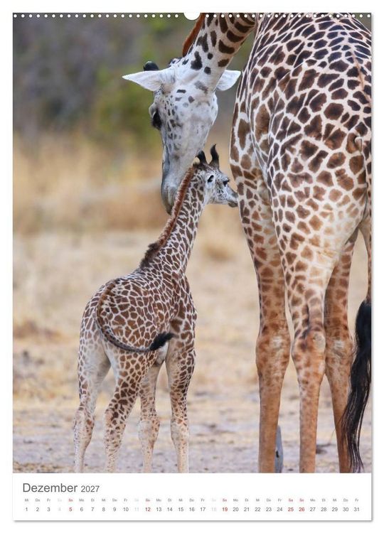 Produktbild: Magie des Augenblicks - Giraffen - Riesen der Savanne (Wandkalender 2027 DIN A2 hoch), CALVENDO Monatskalender