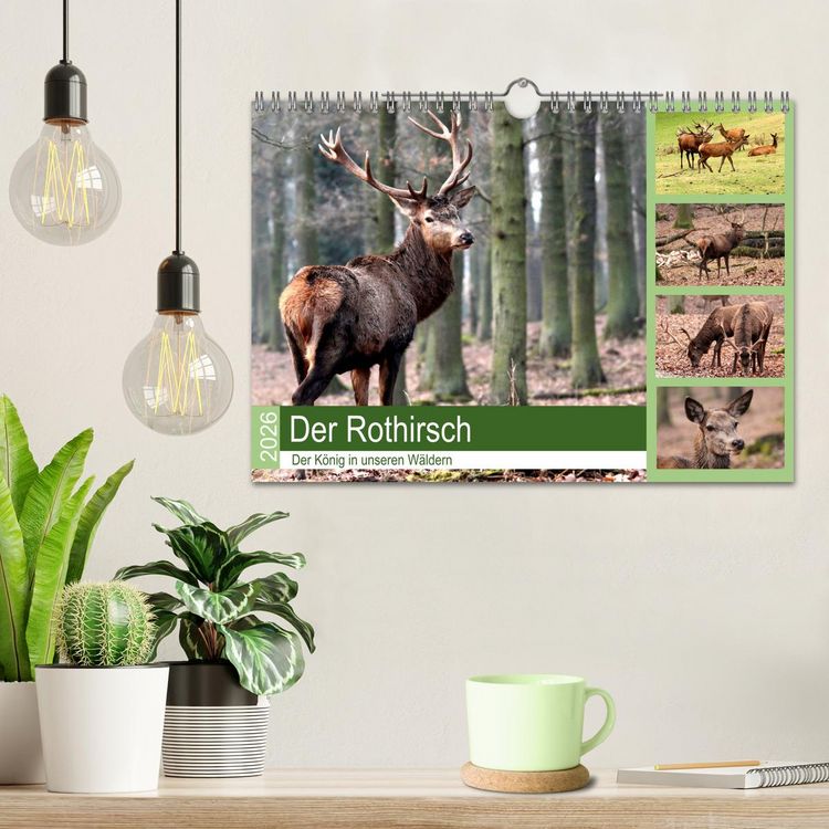 Produktbild: Der Rothirsch - Der K&ouml;nig in unseren W&auml;ldern (Wandkalender 2026 DIN A4 quer), CALVENDO Monatskalender