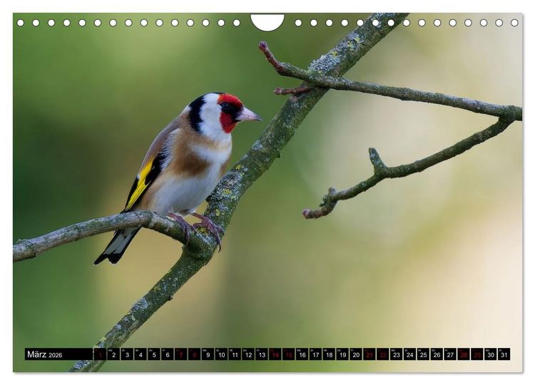 Produktbild: Wildtiere des Paderborner Landes (Wandkalender 2026 DIN A4 quer), CALVENDO Monatskalender