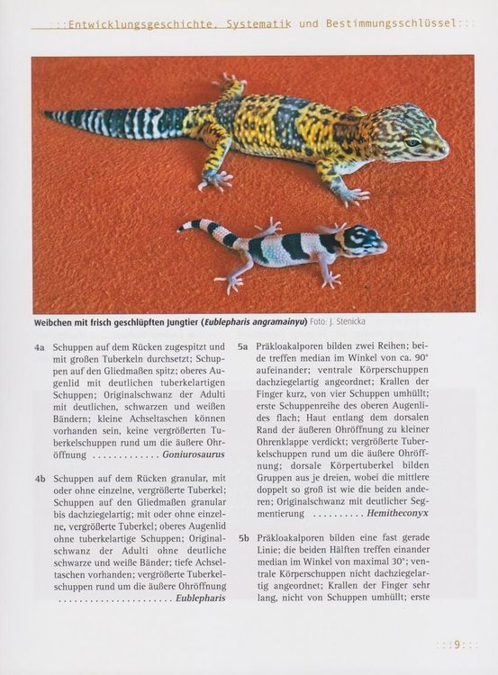 Produktbild: Leopardgeckos
