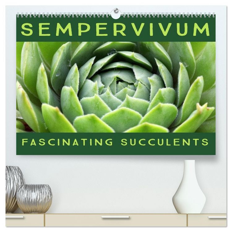 Produktbild: Sempervivum Fascinating Succulents (High Quality Premium Wall Calendar 2026 DIN A2 landscape),CALVENDO 12 Month Wall Calendar
